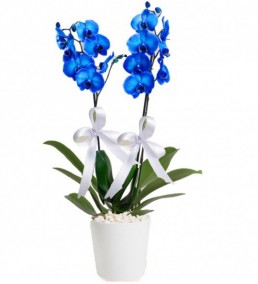 ile Merkez Mavi Orkide ki Dall 