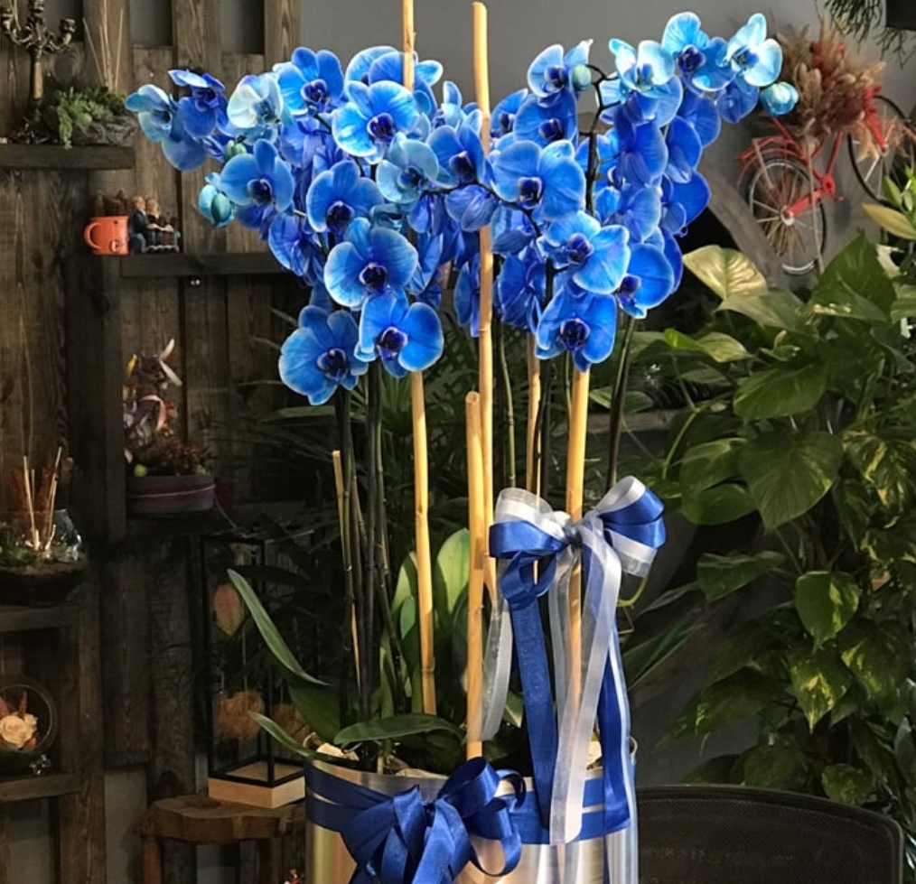 Blue Magic Mavi Yldz Orkideler